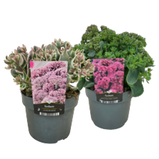 Sedum mix